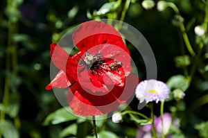 Opium. red poppy flower. drugs. beauty of spring and summer nature. symbol of sleep, peace, and death. opium flower. poppy of