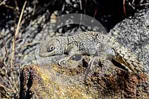 Oplurus cyclurus, isalo