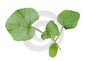 Opo squash leaf