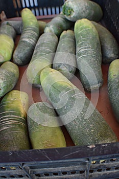 Opo squash, Nam tao, Italian edible gourd. photo