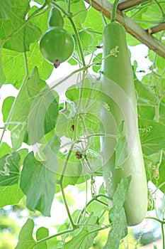 Opo squash tree