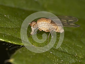 Opomyza florum, common name yellow cereal fly