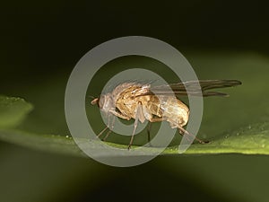 Opomyza florum, common name yellow cereal fly