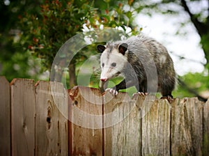 Opossum