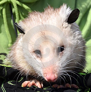 Opossum