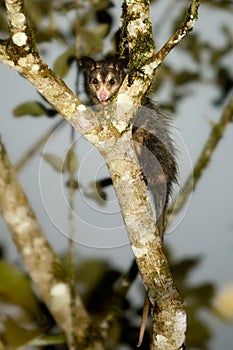 Opossum