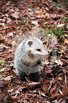 Opossum photo