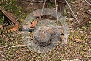 Opossum