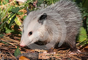 Opossum