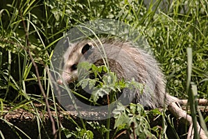 Opossum