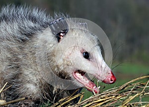 Opossum