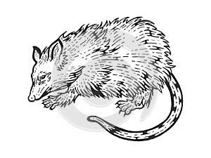 Opossum animal sketch engraving vector