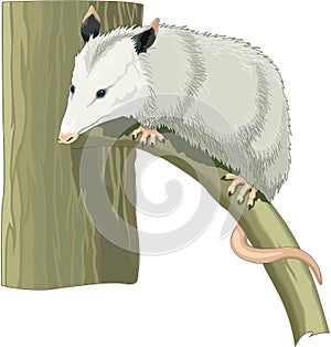 Opossum on a Branch Illustration