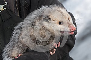 Opossum Didelphimorphia in Arms of Handler