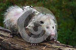 Opossum Didelphimorphia Carries Joeys Across Log Summer