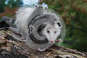 Opossum Didelphimorphia Carrying Joeys Steps Forward Summer