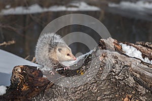 Opossum Didelphimorphia Crossed Feet Atop Log Winter