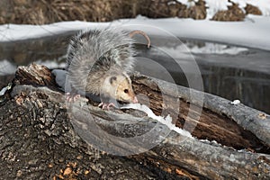 Opossum Didelphimorphia With Curled Tail