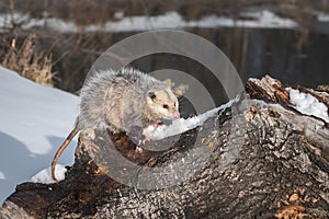 Opossum Didelphimorphia Glares Out From Atop Log Winter