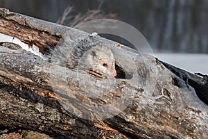 Opossum Didelphimorphia Huddled in Log