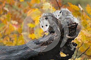 Opossum Didelphimorphia With Joeys On Her Back at End of Log