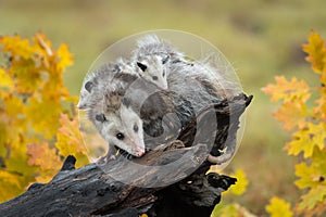 Opossum Didelphimorphia With Joeys On Log in Autumn