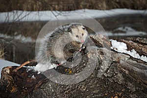 Opossum Didelphimorphia on Log Looking Cute