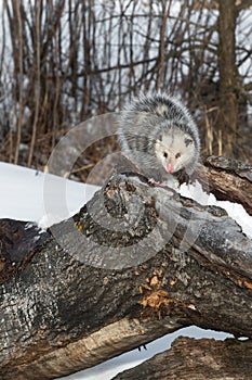 Opossum Didelphimorphia Looks Forward on Log