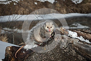 Opossum Didelphimorphia Looks Out From Atop Log