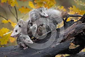 Opossum Didelphimorphia Piled High with Joeys Autumn