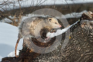 Opossum Didelphimorphia Side Eye on Log