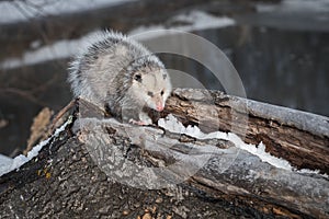 Opossum Didelphimorphia Stands on Log