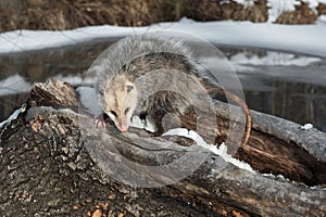 Opossum Didelphimorphia Turns Around on Log