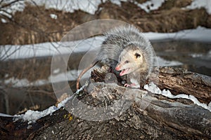Opossum Didelphimorphia Turns Hissing