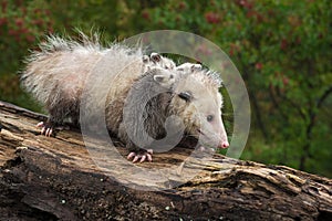 Opossum Didelphimorphia Walks Across Log With Joeys