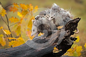 Opossum Didelphimorphia Walks Down Log With Backful of Joeys Autumn