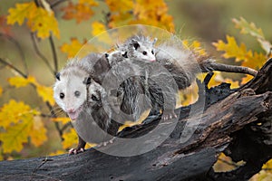 Opossum Didelphimorphia Walks Left on Log with Load of Joeys a