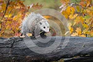 Opossum Didelphimorphia Walks Right Across Autumn Log