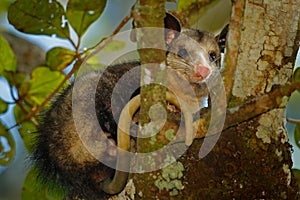 Opossum, Didelphis marsupialis, wild nature, Mexico. Wildlife animal scene from nature. Rare animal on the tree. Common Opossum, g photo