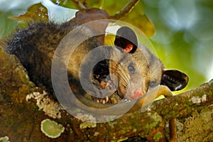 Opossum, Didelphis marsupialis, wild nature, Mexico. Wildlife animal scene from nature. Rare animal on the tree. Common Opossum, g