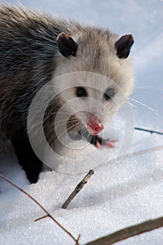 Opossum (Didelphis virginiana)