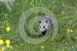 The opossum on a forest trail in the morning dew. Opossum is native American animal.