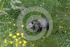 The opossum on a forest trail in the morning dew. Opossum is native American animal.