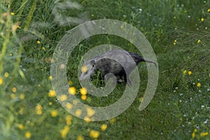 The opossum on a forest trail in the morning dew. Opossum is native American animal.