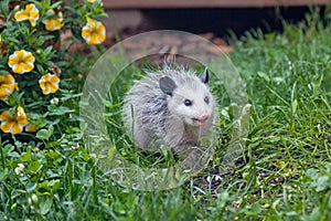 An Opossum in Green Grass