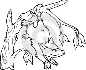 Opossum hanging on the tree