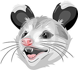 Opossum head isolated on white