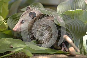 Opossum hiding