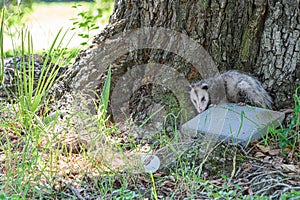 Opossum Hiding Behind a Tree in a Park