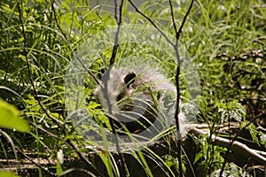 Opossum hiding in the grass